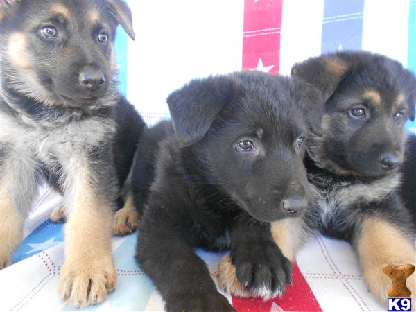 German Shepherd Puppies